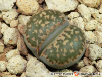 Lithops – żywy kamień