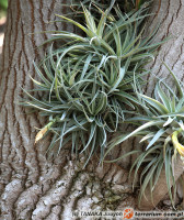 Beaucarnea recurvata – nolina