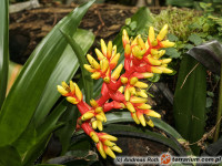 Aechmea – echmea