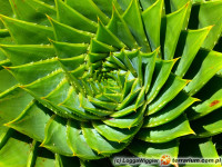 Aloe – aloes