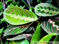 Maranta – maranta