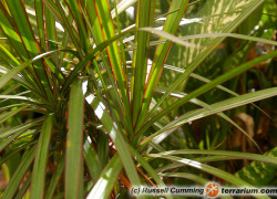 Dracaena – dracena