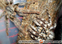 Poecilotheria vittata – raport rozmnożeniowy 2