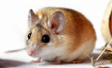 Acomys cahirinus – mysz kolczasta*