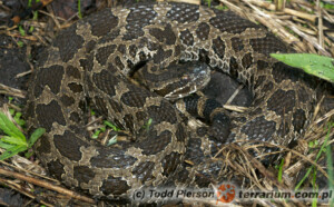 Sistrurus catenatus – grzechotnik