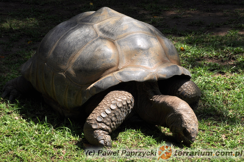 Aldabrachelys gigantea - żółw olbrzymi