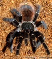 Acanthoscurria chacoana – ptasznik