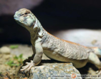 Uromastyx thomasi – biczogon omański*