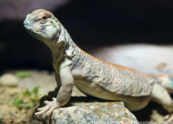 Uromastyx thomasi – biczogon omański*