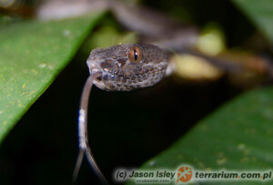 Trimeresurus purpureomaculatus – trwożnica mangrowa, grzechotnik bananowy*