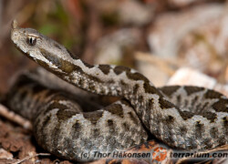 Vipera ammodytes – żmija nosoroga