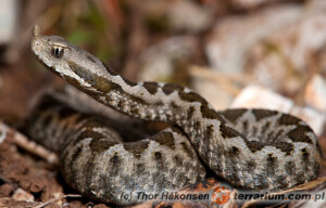 Vipera ammodytes – żmija nosoroga