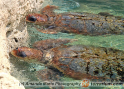 Caretta caretta – żółw karetta