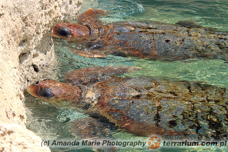 Caretta caretta - żółw karetta