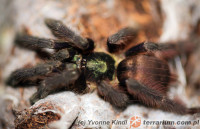 Avicularia violacea – ptasznik