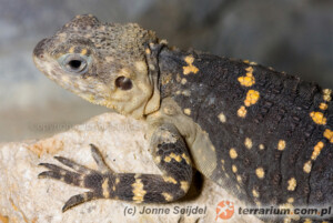 Stellagama (Laudakia) stellio brachydactyla – hardun