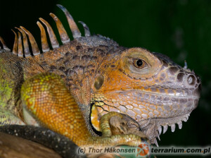 Stosunek wapnia do fosforu w diecie legwana zielonego (Iguana iguana)