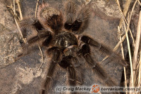 Grammostola grossa