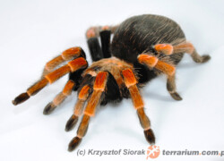 Brachypelma boehmei – ptasznik czerwononogi