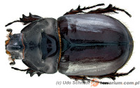 Oryctes nasicornis – rohatyniec nosorożec