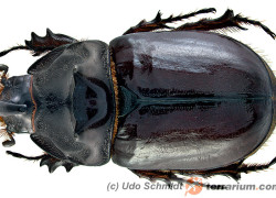 Oryctes nasicornis – rohatyniec nosorożec