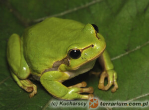 Hyla arborea – rzekotka drzewna