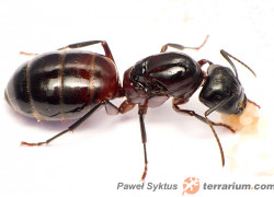 Camponotus ligniperdus – gmachówka drzewotoczna