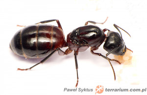 Camponotus ligniperdus – gmachówka drzewotoczna