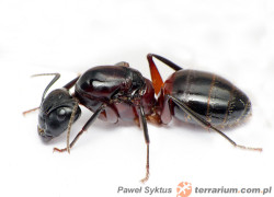 Camponotus herculeanus – gmachówka cieśla, gmachówka koniczek