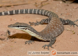 Varanus glauerti