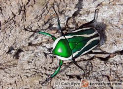 Dicronorrhina derbyana