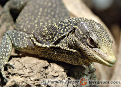 Varanus boehmei