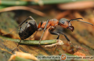 Formica rufa – mrówka rudnica