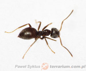 Lasius niger – hurtnica czarna