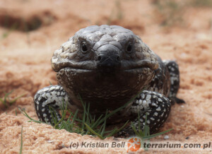 Tiliqua rugosa – scynk krótkoogonowy