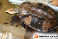 Platemys platycephala – wklęsłopancerzówka czerwonogłowa