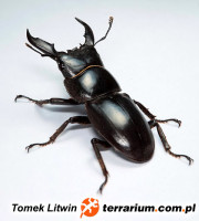 Dorcus titanus sika