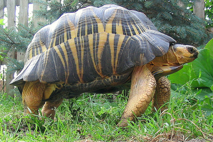 Astrochelys radiata - żółw promienisty