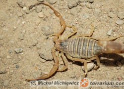 Leiurus quinquestriatus – skorpion