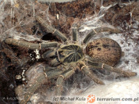 Pterinochilus chordatus – ptasznik