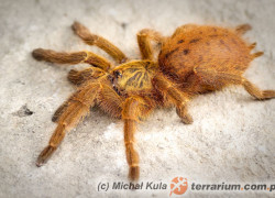 Pterinochilus murinus – ptasznik słoneczny