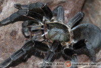 Haplopelma longipes – ptasznik