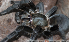 Haplopelma longipes