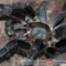 Haplopelma longipes – ptasznik