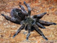 Tliltocatl (Brachypelma) andrewi