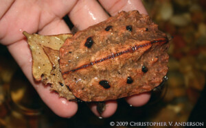 Chelus fimbriata – żółw matamata