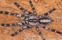 Poecilotheria regalis – ptasznik królewski