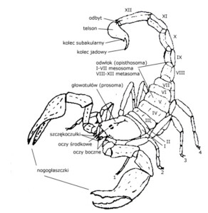 Budowa skorpionów