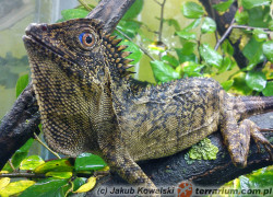 Gonocephalus spp. – drakuny, kątogłówki, agamy kątogłowe, agamy leśne