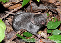 Suncus murinus –  ryjówek domowy, ryjówka domowa**